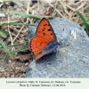 lycaena alciphron tyrnyauz male 1